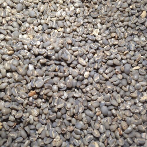 Galeri coffee green beans (3)